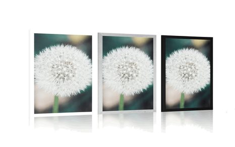 PLAKÁT BÍLÝ NADÝCHANÝ KLOBOUČEK PAMPELIŠKY - KVĚTINY - PLAKÁTY