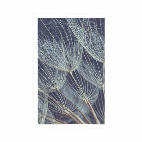 POSTER MORGENTAU AUF LÖWENZAHN - BLUMEN - POSTER