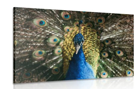 CANVAS PRINT PEACOCK IN BEAUTIFUL COLORING - PICTURES OF ANIMALS - PICTURES