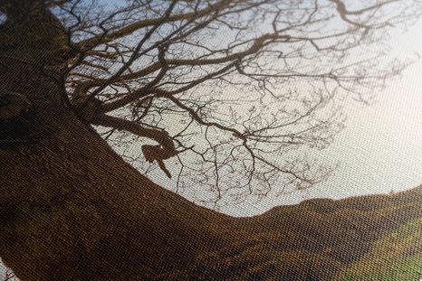 SLIKA SIMBIOZA DREVES - SLIKE NARAVE IN POKRAJINE - SLIKE