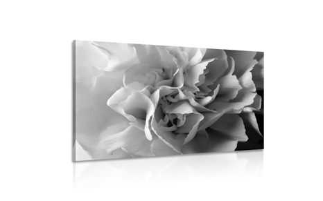 KÉP SZEKFŰ FEKETE FEHÉRBEN - FEKETE-FEHÉR KÉPEK - KÉPEK