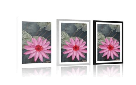 POSTER – FIORE DI LOTO AFFASCINANTE - FIORI - POSTER