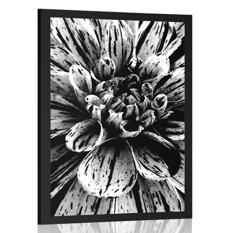 AFFICHE DAHLIA EXOTIQUE EN NOIR ET BLANC - NOIR ET BLANC - AFFICHES