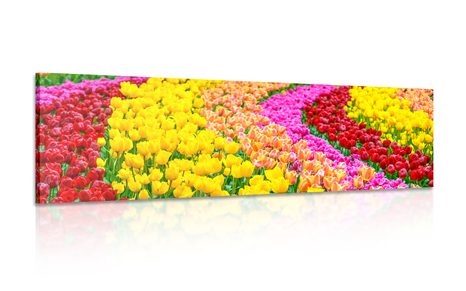 WANDBILD BUNTE TULPEN - BILDER BLUMEN - BILDER