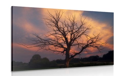 CANVAS PRINT BEAUTIFUL TREE ON THE MEADOW - PICTURES OF NATURE AND LANDSCAPE - PICTURES