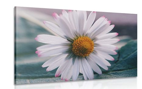 CANVAS PRINT BEAUTIFUL DAISY - PICTURES FLOWERS - PICTURES