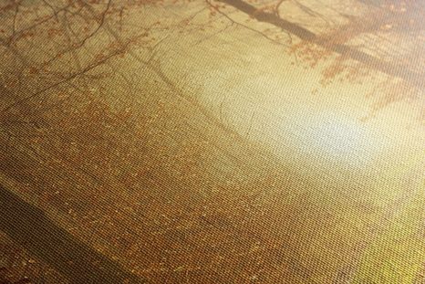 OBRAZ SVĚTLO V LESE - OBRAZY PŘÍRODY A KRAJINY - OBRAZY