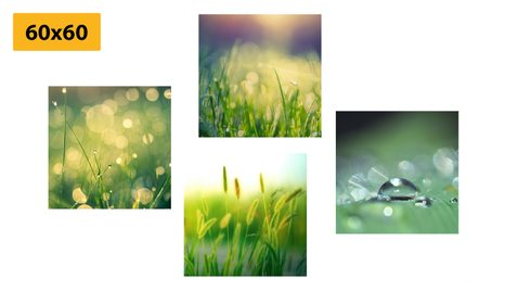 BILDER-SET MORGENTAU AUF DER WIESE - BILDERSETS - BILDER