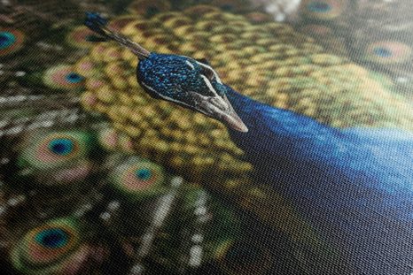 OBRAZ PAW W PEŁNEJ OKAZAŁOŚCI - OBRAZY ZWIERZĄT - OBRAZY