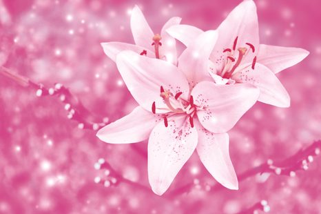SELF ADHESIVE WALL MURAL LILY IN A PINK DRESS - SELF-ADHESIVE WALLPAPERS - WALLPAPERS