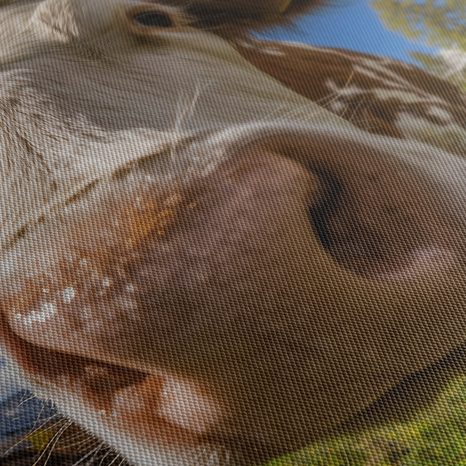 WANDBILD BLICK DER KUH AUF DER WEIDE - WANDBILDER BÜFFEL UND KÜHE - BILDER