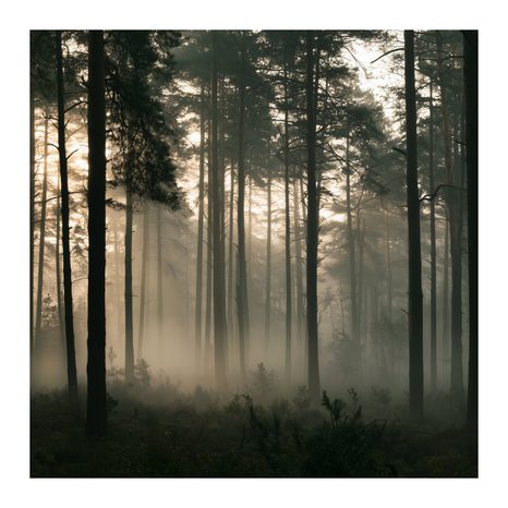 CANVASTAVLA MYSTISK SKOG I LÄTT DIMMA - TAVLOR MED SKOG - TAVLOR