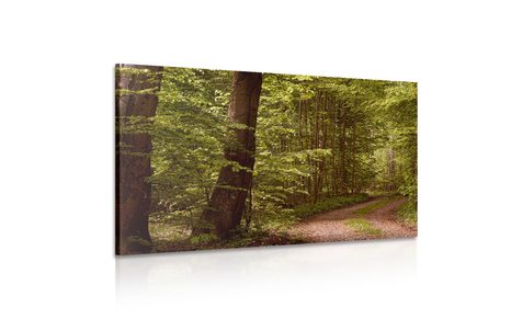 ΕΙΚΌΝΑ ΠΡΆΣΙΝΟ ΔΆΣΟΣ - ΠΊΝΑΚΕΣ ΦΎΣΗΣ ΚΑΙ ΤΟΠΊΟΥ - ΠΊΝΑΚΕΣ