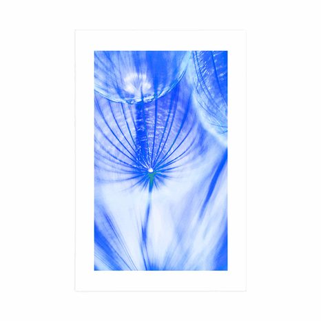 POSTER WITH MOUNT DANDELION IN BLUE DESIGN - FLOWERS - POSTERS