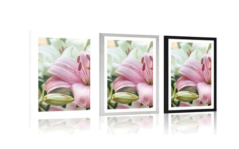 POSTER WITH MOUNT PINK LILY IN BLOOM - FLOWERS - POSTERS