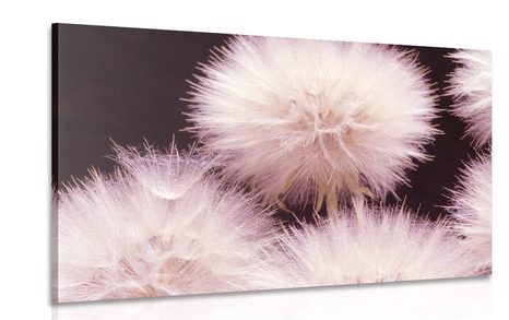 CANVAS PRINT DANDELION ON A DARK BACKGROUND - PICTURES FLOWERS - PICTURES