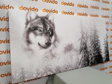 OBRAZ VLK V ZASNĚŽENÉ KRAJINĚ V ČERNOBÍLÉM PROVEDENÍ - ČERNOBÍLÉ OBRAZY - OBRAZY