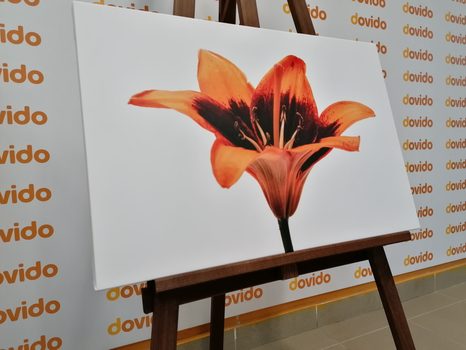 ΕΙΚΌΝΑ ΠΟΡΤΟΚΑΛΊ ΚΡΊΝΟΣ - ΠΊΝΑΚΕΣ ΑΠΌ ΛΟΥΛΟΎΔΙΑ - ΠΊΝΑΚΕΣ