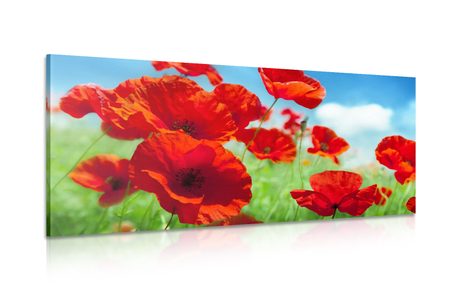 CANVAS PRINT POPPY FLOWERS IN A MEADOW - PICTURES - 🔥 TOTAL SALE 🔥