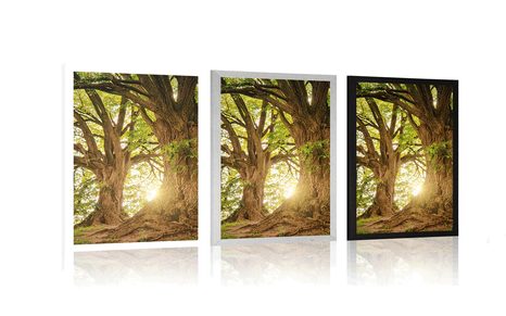 PLAKÁT MAJESTÁTNÍ STROMY - PŘÍRODA - PLAKÁTY