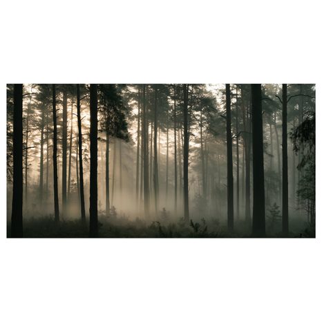 CANVASTAVLA STILLA MORGONLJUS I SKOGEN - TAVLOR MED SKOG - TAVLOR