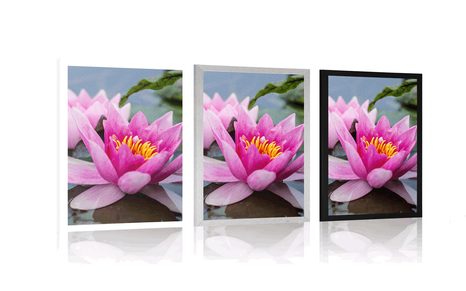 PLAKÁT RŮŽOVÝ LOTOSOVÝ KVĚT - KVĚTINY - PLAKÁTY