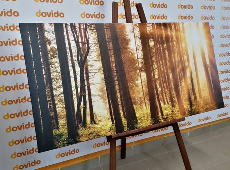 WANDBILD IN SONNENLICHT GETAUCHTER WALD - BILDER VON NATUR UND LANDSCHAFT - BILDER