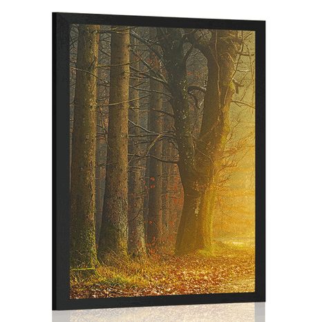 POSTER PATH IN THE FOREST - NATURE - POSTERS