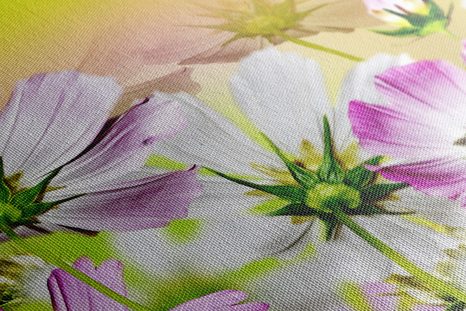 OBRAZ ZAHRADNÍ KVĚTINY - OBRAZY KVĚTŮ - OBRAZY