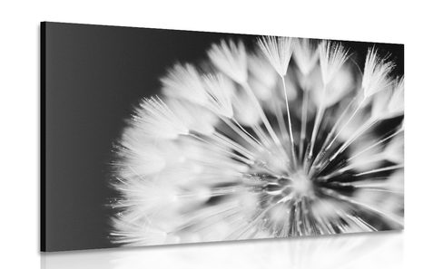 CANVAS PRINT DANDELION IN BLACK AND WHITE - BLACK AND WHITE PICTURES - PICTURES