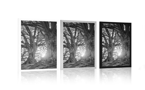 PLAKAT VELIČASTNA DREVESA V ČRNOBELI VARIANTI - ČRNOBELI - PLAKATI