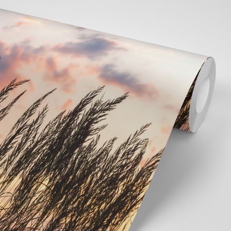 WALL MURAL GRASS AT SUNSET - WALLPAPERS NATURE - WALLPAPERS