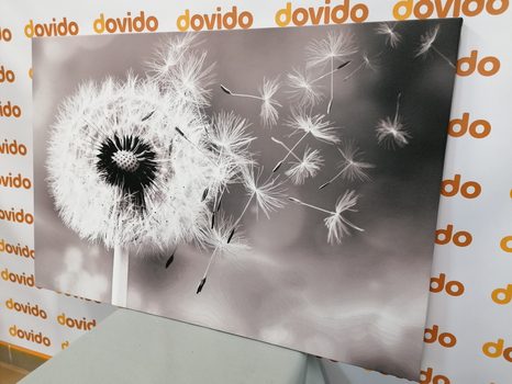 WANDBILD BEZAUBERNDER LÖWENZAHN IN SCHWARZ-WEISS - SCHWARZ-WEISSE BILDER - BILDER