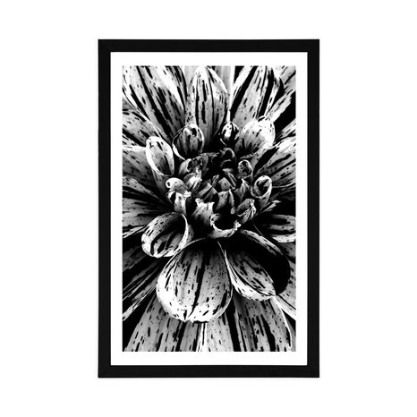 AFFICHE AVEC PASSE-PARTOUT – DAHLIA EXOTIQUE EN NOIR ET BLANC - NOIR ET BLANC - AFFICHES