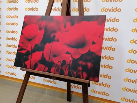 OBRAZ POLE DIVOKÝCH MÁKŮ - OBRAZY KVĚTŮ - OBRAZY