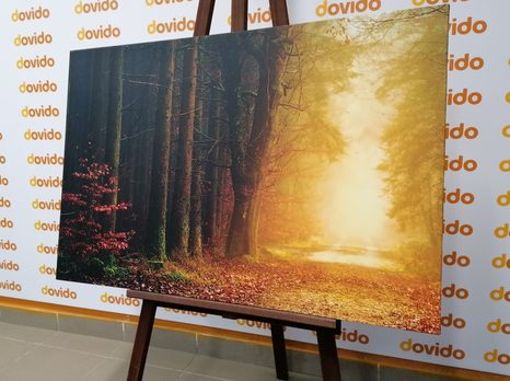 SLIKA GOZDNA POT - SLIKE NARAVE IN POKRAJINE - SLIKE