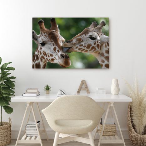 OBRAZ NĚŽNÝ DOTEK ŽIRAF - OBRAZY ZEBRY A ŽIRAFY - OBRAZY