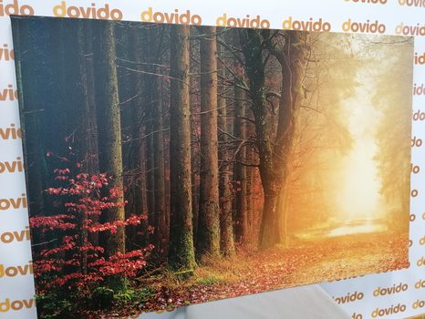 SLIKA GOZDNA POT - SLIKE NARAVE IN POKRAJINE - SLIKE