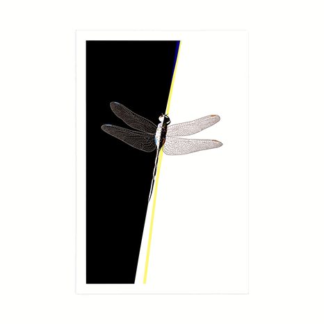 POSTER SCHÖNHEIT DER LIBELLE - MOTIVE AUS UNSERER WERKSTATT - POSTER