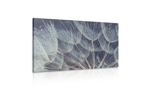 SLIKA JUTRANJA ROSA NA REGRATOVI LUČKI - SLIKE ROŽ - SLIKE