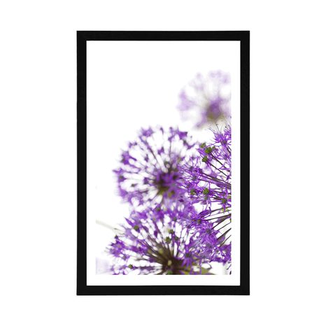 POSTER – FIORI VIOLA DI AGLIO IN FIORE - FIORI - POSTER