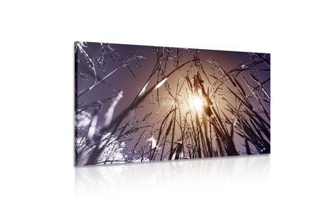 CANVAS PRINT FIELD GRASS - PICTURES OF NATURE AND LANDSCAPE - PICTURES