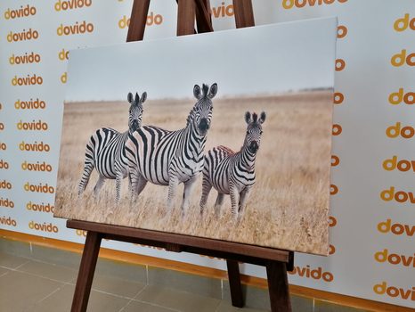 WANDBILD DREI ZEBRAS IN DER SAVANNE - BILDER TIERE - BILDER