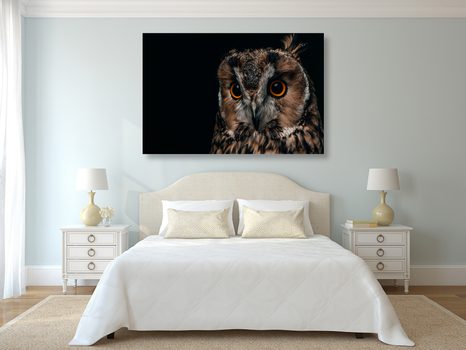 SLIKA SOVA - SLIKE ŽIVALI - SLIKE