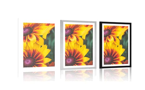 POSTER – FIORI BICOLORI ATTRAENTI - FIORI - POSTER