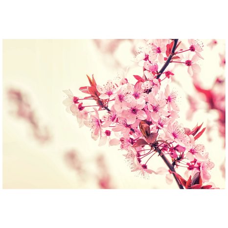 CARTA DA PARATI – FIORI DI CILIEGIO ROSA - CARTA DA PARATI CON FIORI - CARTA DA PARATI