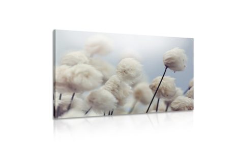 SLIKA ARKTIČNI CVETOVI BOMBAŽA - SLIKE ROŽ - SLIKE