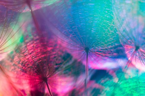 КАРТИНА НА ПЛАТНО – ГЛУХАРЧЕ В ПАСТЕЛНИ ЦВЕТОВЕ - КАРТИНИ С ЦВЕТЯ - КАРТИНИ