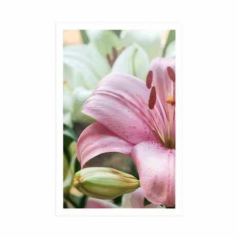 PLAKÁT RŮŽOVÁ LILIE V ROZKVĚTU - KVĚTINY - PLAKÁTY