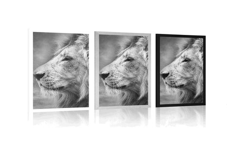 PLAKAT AFRIŠKI LEV V ČRNOBELI VARIANTI - ČRNOBELI - PLAKATI